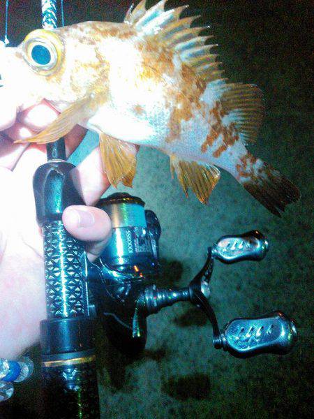 アンバーコード0.3号